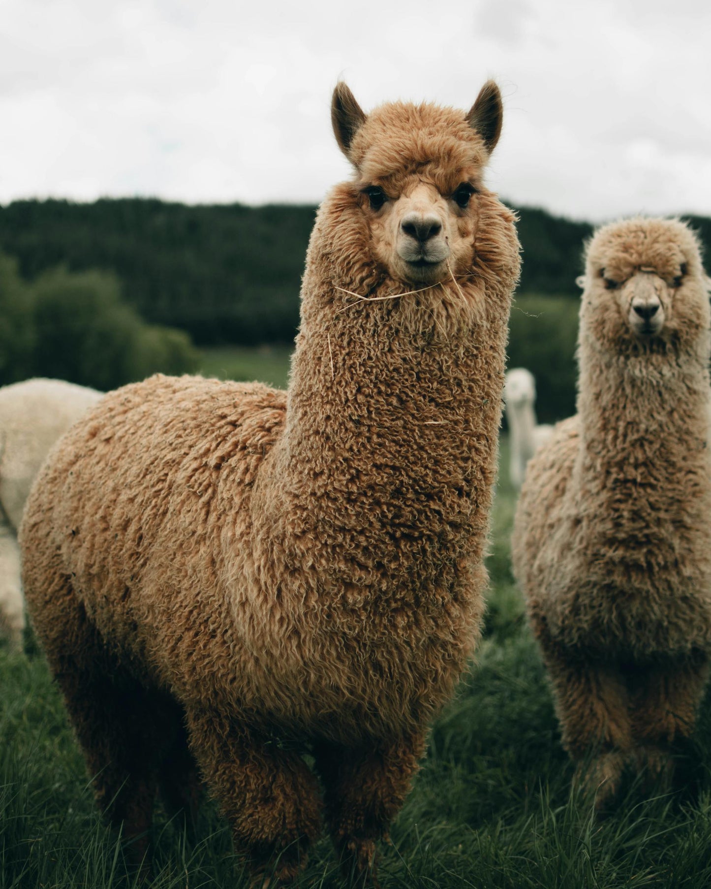 Alpaca Wool Dryer Ball