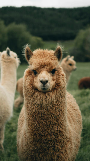 Alpaca Wool Dryer Ball